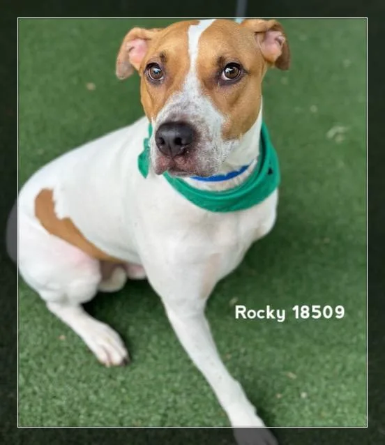 Rocky thumbnail 2