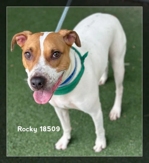 Rocky thumbnail 3