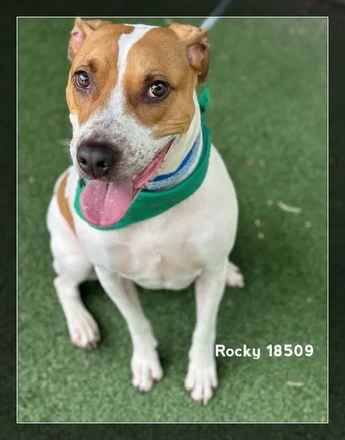 Rocky thumbnail 4