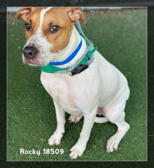 Rocky thumbnail 5