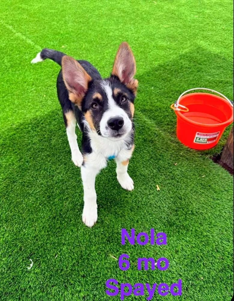 A young medium-sized female Shepherd dog named Nola for adoption in Evergreen, CO