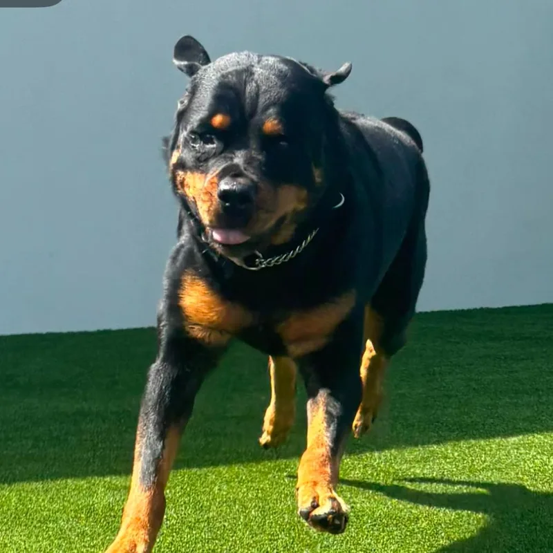 An adult large-sized female Rottweiler dog named Stormy for adoption in LOXAHATCHEE, FL