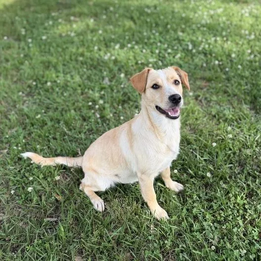 A young medium-sized female Yellow / Tan / Blond / Fawn Labrador Retriever dog named Suncatcher for adoption in Carencro, LA