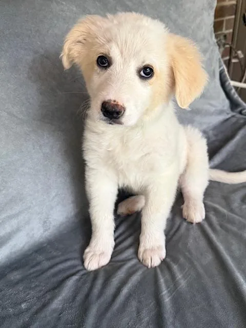 Sunkist Fizz thumbnail 2