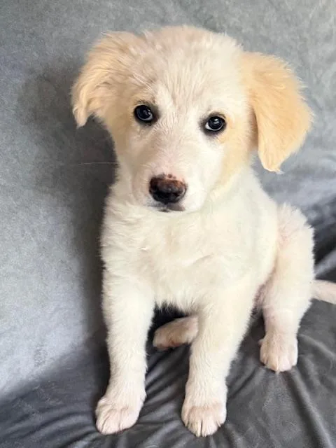 Sunkist Fizz thumbnail 3