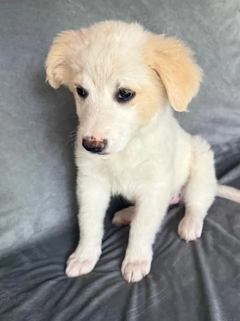 Sunkist Fizz thumbnail 4