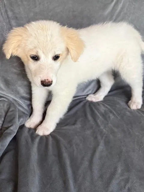 Sunkist Fizz thumbnail 5