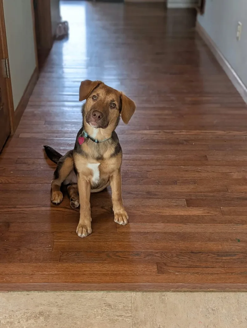 A baby large-sized female German Shepherd Dog dog named Goldie for adoption in Byron, IL