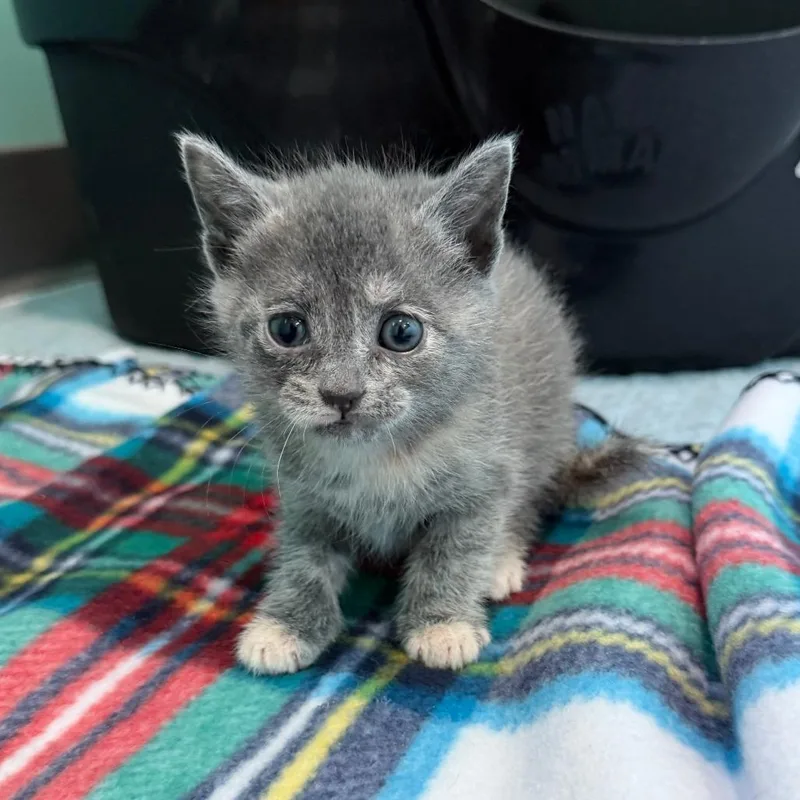 A baby small-sized female Tortoiseshell Domestic Short Hair cat named Vivian for adoption in Marion, VA