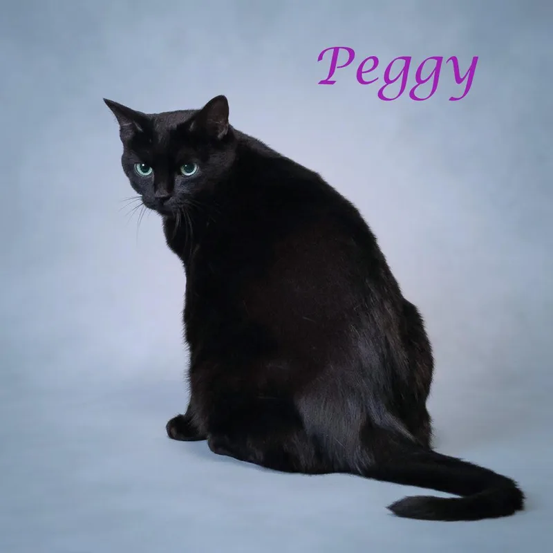 An adult large-sized female Black Domestic Short Hair cat named Peggy C for adoption in Lebanon, TN
