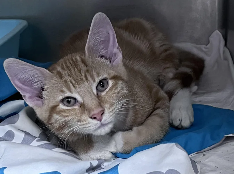 A young medium-sized male Tabby (Orange / Red) Domestic Short Hair cat named Oliver for adoption in Youngstown, OH