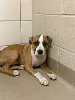 A baby medium-sized female Mixed Breed dog named Willow for adoption in South Bend, IN