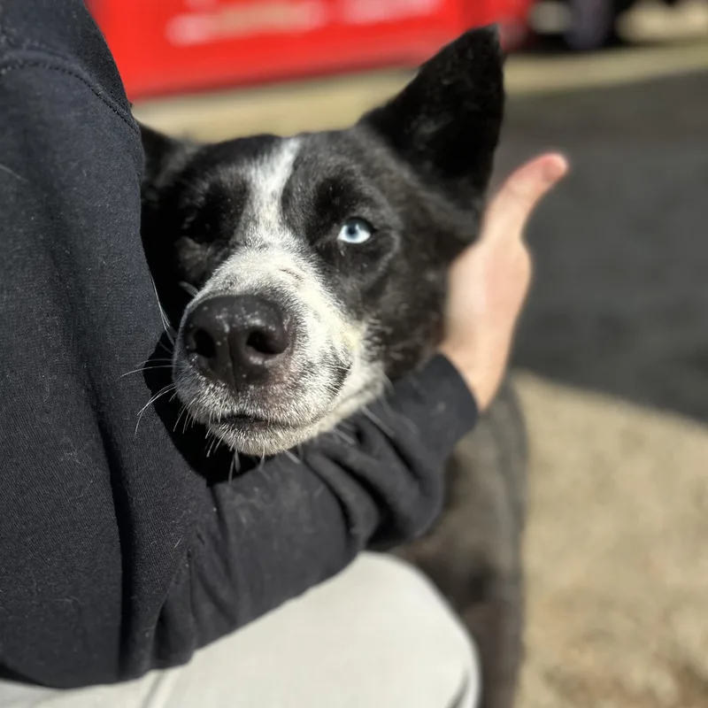 Chopped Salad thumbnail 2