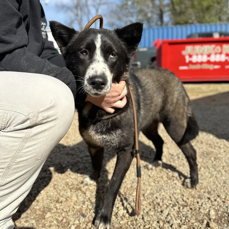 Chopped Salad thumbnail 3