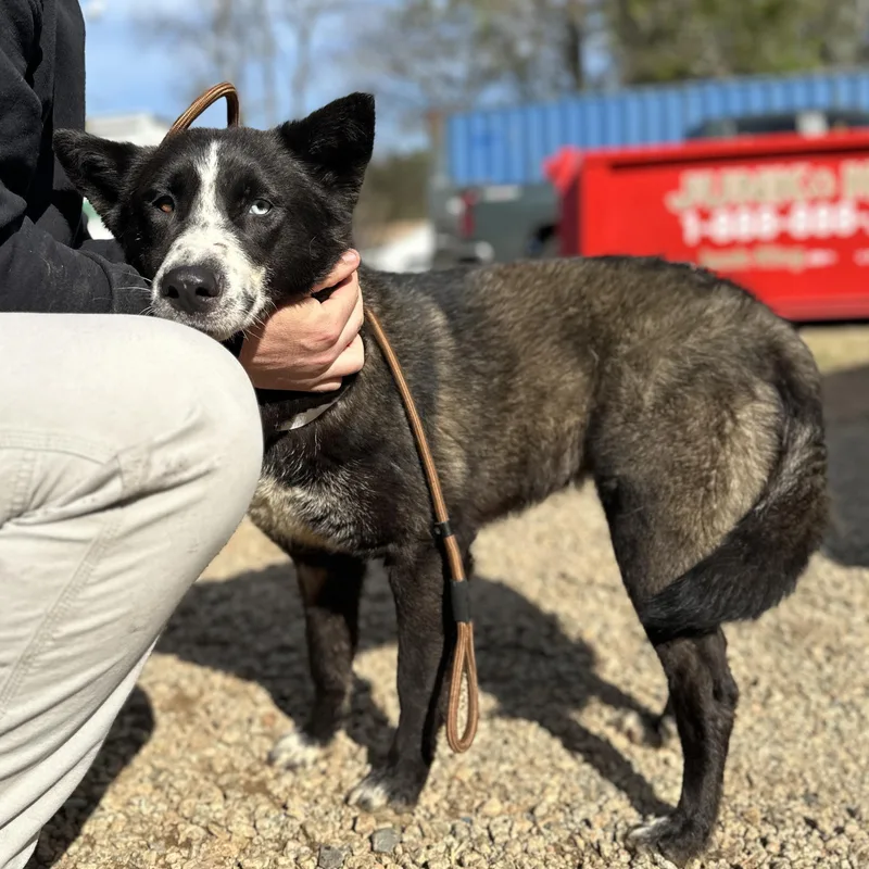 Chopped Salad thumbnail 4