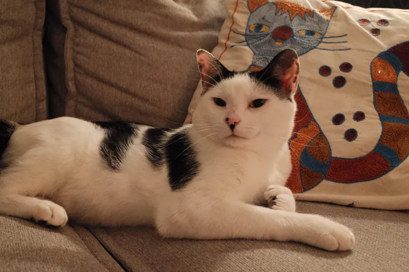 A young medium-sized male Domestic Short Hair cat named Paws for adoption in Melrose, MA