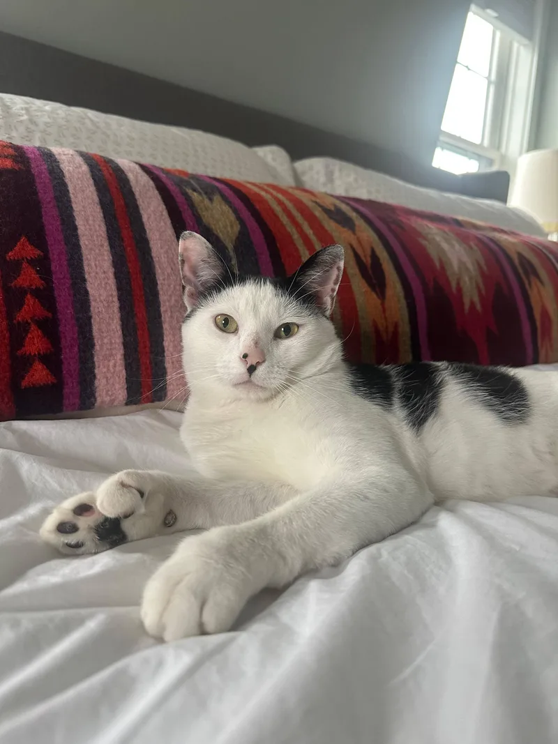 Paws thumbnail 3