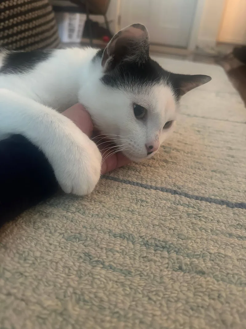 Paws thumbnail 4