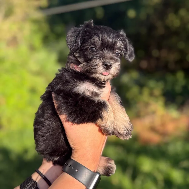 A baby small-sized female Black Terrier dog named Sam for adoption in Newberg, OR