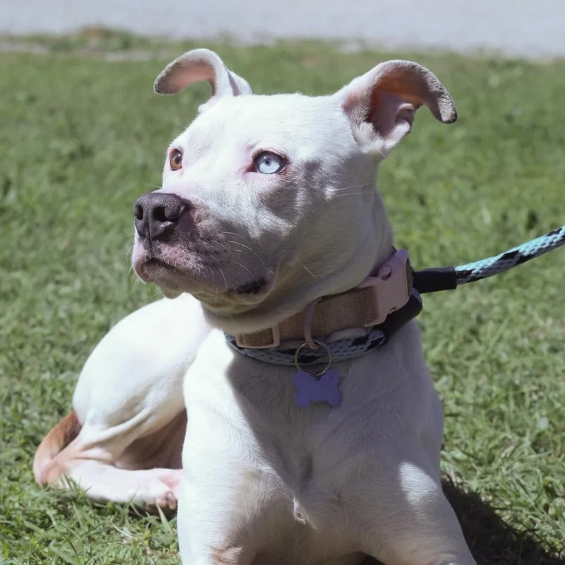An adult medium-sized female White / Cream Pit Bull Terrier dog named Ponyo for adoption in Columbia, SC