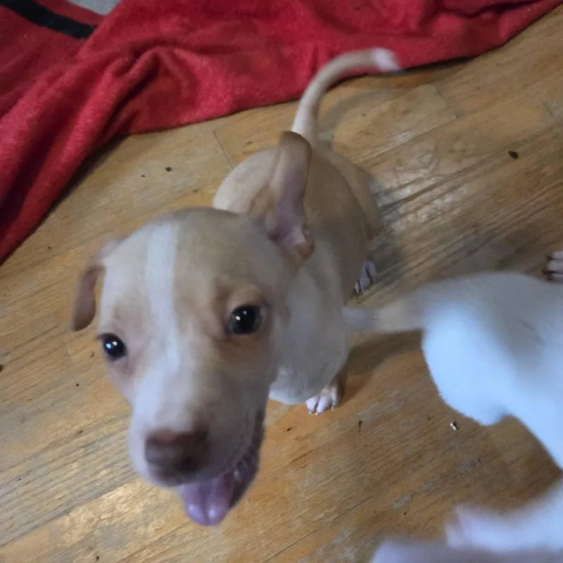 A baby small-sized female White / Cream Mixed Breed dog named Bliss for adoption in Lima, OH