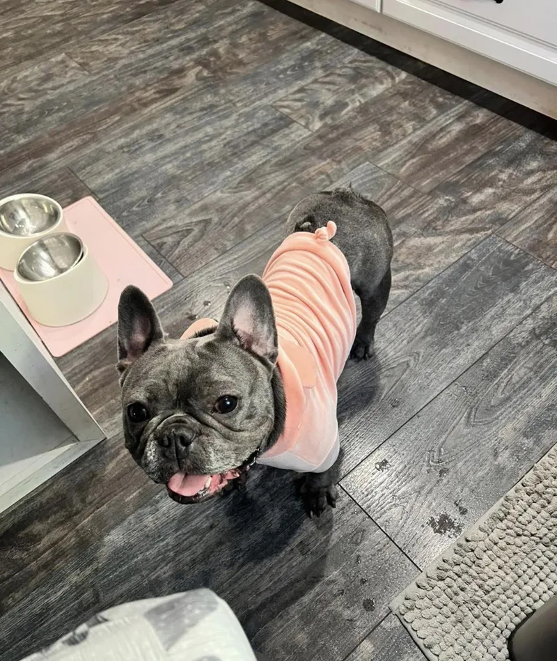 An adult small-sized female French Bulldog dog named Squishy for adoption in Kutztown, PA