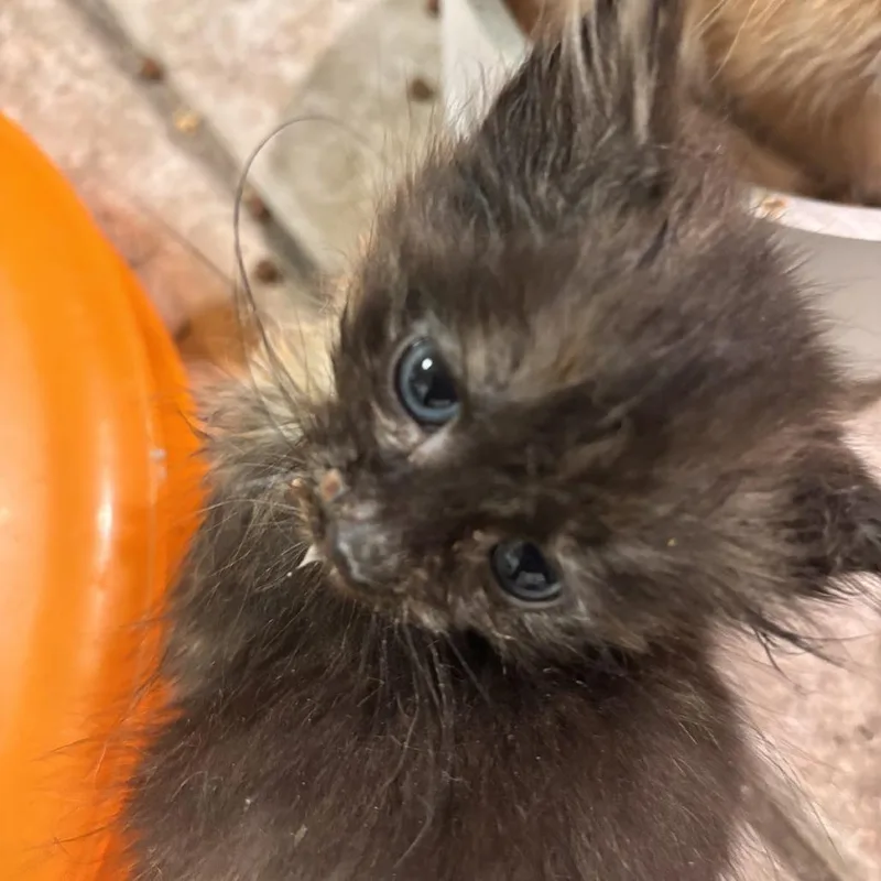 A baby small-sized female Tortoiseshell Domestic Short Hair cat named Aspen for adoption in Brooklyn, NY