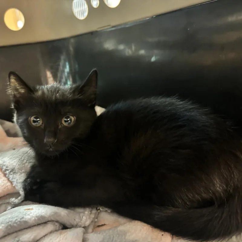 An adult medium-sized female Black Domestic Short Hair cat named Lois for adoption in Belleville, IL