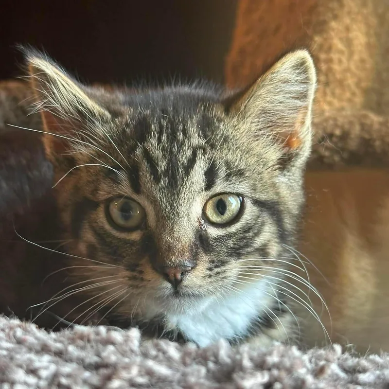 A baby medium-sized male Tabby (Brown / Chocolate) Domestic Short Hair cat named Echo for adoption in Sauk City, WI