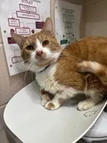 An adult medium-sized male Orange & White Domestic Short Hair cat named Officer Clawhauser for adoption in Manitowoc, WI
