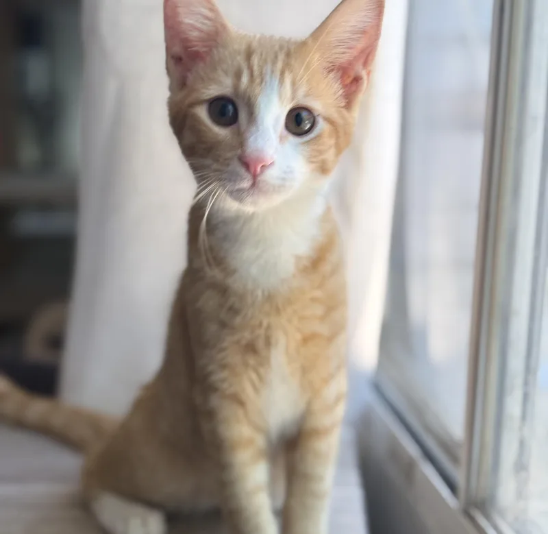 A baby small-sized male Tabby (Orange / Red) Domestic Short Hair cat named Rocky for adoption in Orange, CA