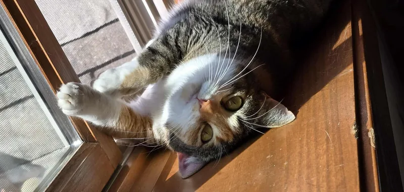 An adult medium-sized female Calico cat named Bonnie for adoption in Sioux Falls, SD