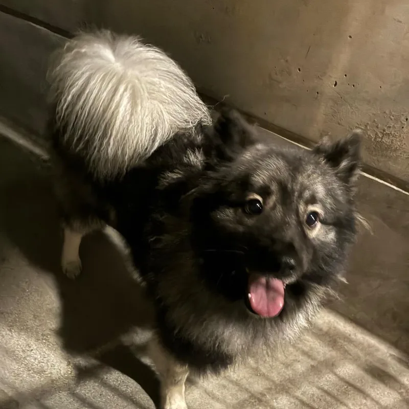 An adult small-sized male Black Chow Chow dog named Koda for adoption in Pasadena, CA
