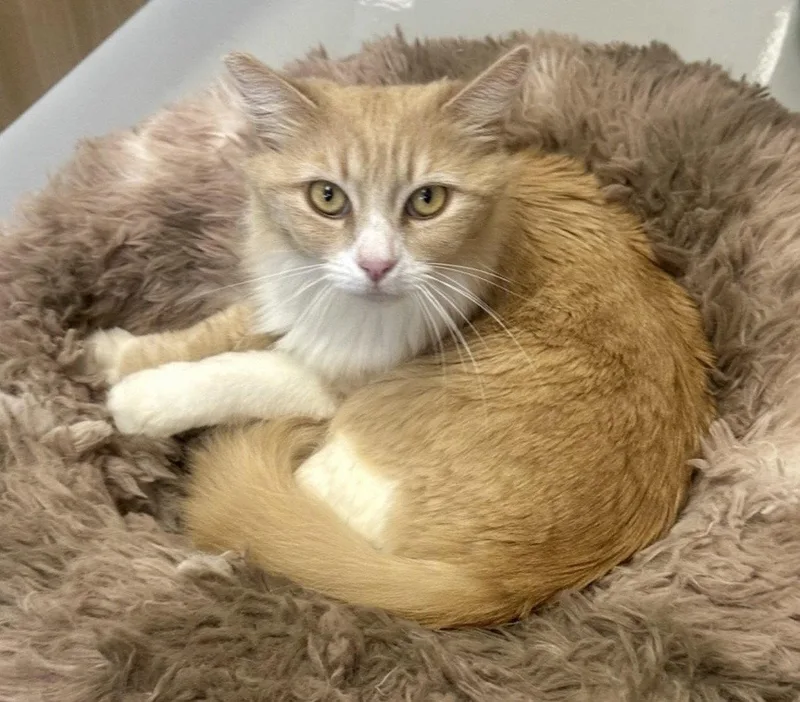 An adult medium-sized female Orange & White Domestic Long Hair cat named Fluffy for adoption in West Hills, CA