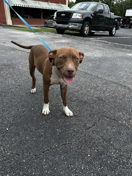A young large-sized male Pit Bull Terrier dog named Camry for adoption in Mobile, AL