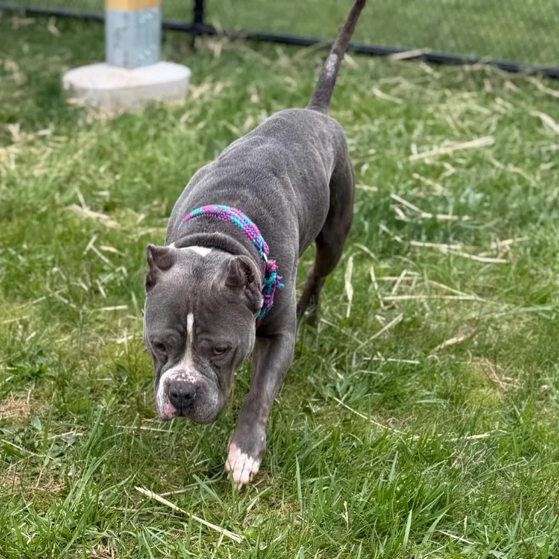 An adult large-sized male Gray / Blue / Silver Pit Bull Terrier dog named Brick for adoption in York, PA