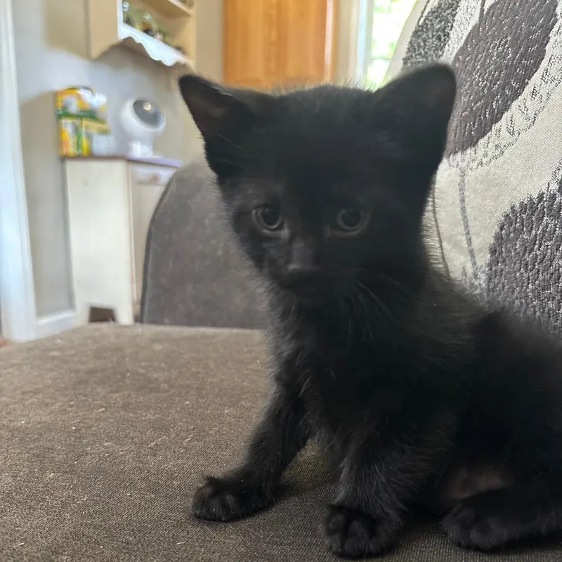 A baby small-sized male Domestic Short Hair cat named JaRah for adoption in Shelbyville, IN