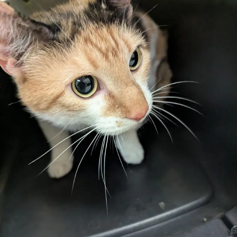 A young small-sized female Calico Domestic Short Hair cat named Tempest for adoption in Lynchburg, VA