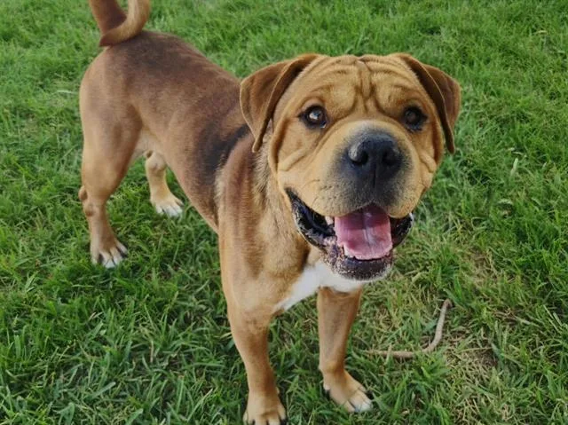 An adult medium-sized male Shar-Pei dog named Porkchop for adoption in Albuquerque, NM