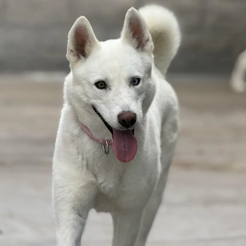 A young medium-sized female Husky dog named Elsa for adoption in BURBANK, CA