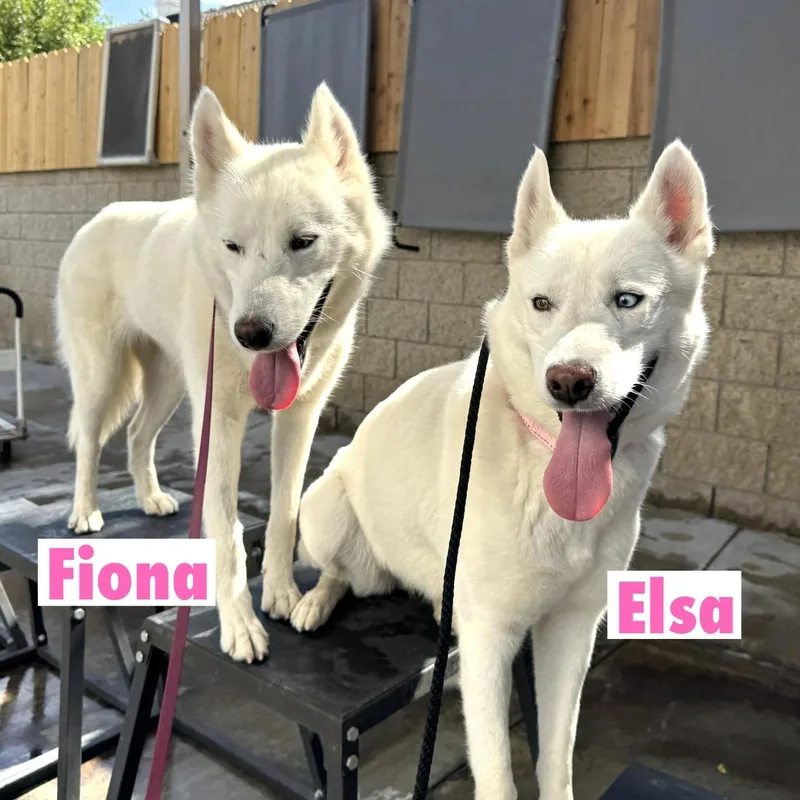 Elsa thumbnail 2