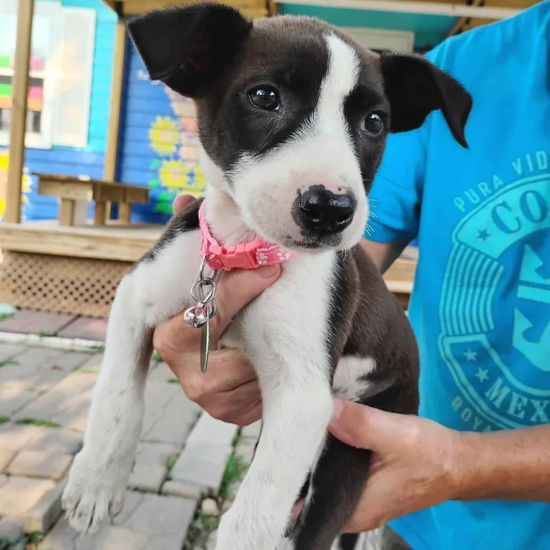 A baby small-sized female White / Cream Mixed Breed dog named Clara for adoption in Buffalo, MN