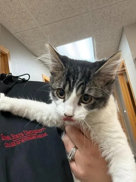 A young small-sized male Tabby (Brown / Chocolate) Domestic Short Hair cat named Johnny Cash for adoption in Webster City, IA