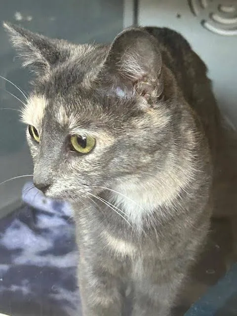 An adult medium-sized female Domestic Short Hair cat named Bear for adoption in Anoka, MN