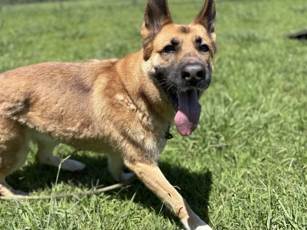 A senior large-sized male German Shepherd Dog dog named Max for adoption in Virginia Beach, VA