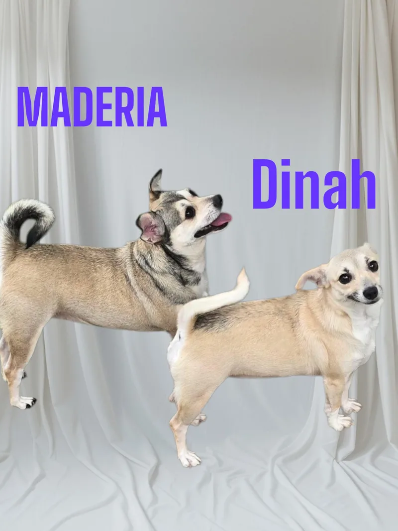 Maderia & Dinah