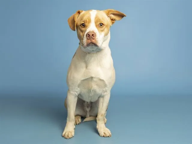 Duke