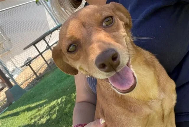 A young small-sized female Brown / Chocolate Dachshund dog named AAD New Arrival! Rue for adoption in Armonk, NY