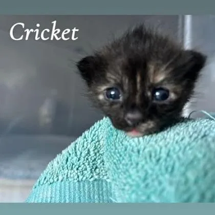 Cricket thumbnail 2