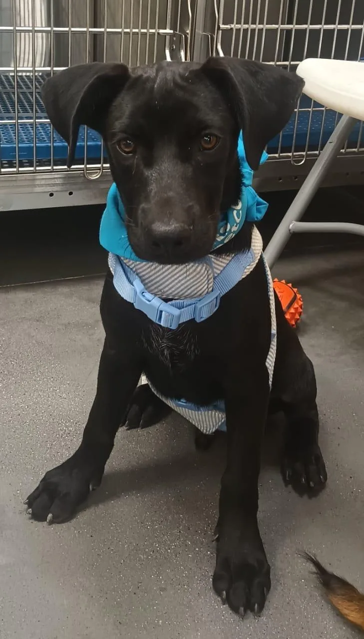 A baby medium-sized male Black Labrador Retriever dog named Anton for adoption in Orange, CA